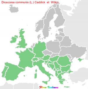 Dioscorea communis (L.) Caddick & Wilkin